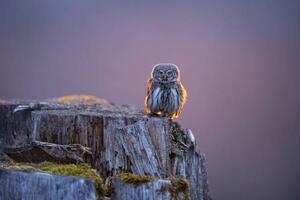 Photography Eurasian pygmy owl in beautiful sunset, Krzysztof Baranowski