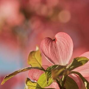 Photography Heart bloom, Pamela Long, (40 x 40 cm)