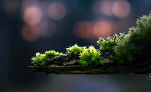 Art Photography close-up of moss on a branch, Alin Boehmer, (40 x 24.6 cm)