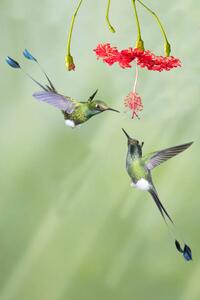 Art Photography Pair of male Booted Rackettail Hummingbirds, Hal Beral, (26.7 x 40 cm)