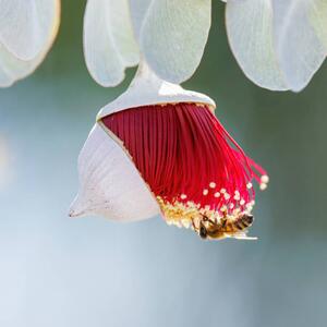 Photography Red and Yellow Eucalyptus Gum Blossom, Robbie Goodall, (40 x 40 cm)