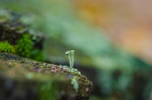 Photography moss forest litter macro, fantastic plants., jinjo0222988, (40 x 26.7 cm)