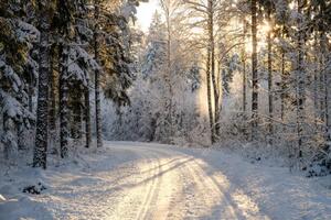 Photography Narrow snowy forest road on a sunny winter day, Schon