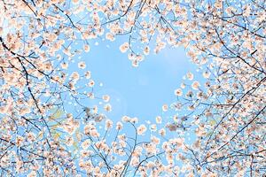 Art Photography Cherry blossom, YuriF, (40 x 26.7 cm)