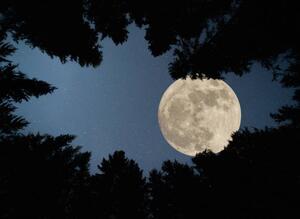 Photography Full super moon over forest, Jasmin Merdan, (40 x 30 cm)