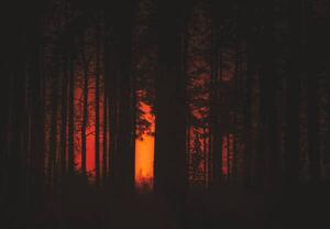 Art Photography Forest Fire, Milamai, (40 x 26.7 cm)