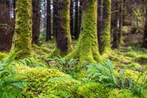 Photography Moss and ferns at old forest, Santiago Urquijo