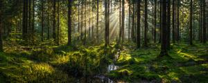 Art Photography Sunlight streaming through forest canopy illuminated, fotoVoyager, (50 x 20 cm)