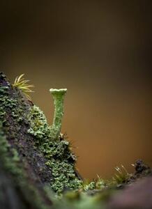 Photography Macro of a Cladonia pyxidata fungus,, Wirestock