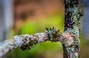 Photography Close up of tree branch, Hugo Araya
