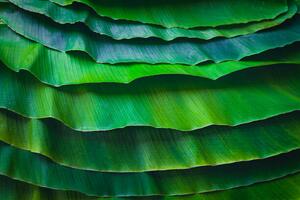 Art Photography Banana leaves are green nature., wilatlak villette, (40 x 26.7 cm)