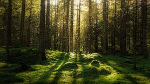 Art Photography Magical fairytale forest., Björn Forenius, (40 x 22.5 cm)