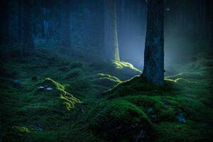 Photography Spruce forest with moss at night, Schon