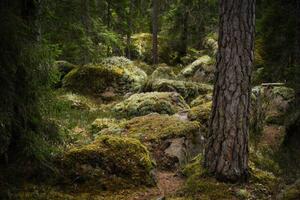Photography Forest environment in a primeval forest, Schon, (40 x 26.7 cm)
