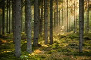Photography Evening sun shining in spruce forest, Schon