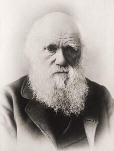 Art Photography Charles Darwin, English School,, (30 x 40 cm)