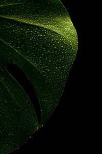 Illustration young monstera leaf in droplets of water, Serhii_Yushkov, (26.7 x 40 cm)