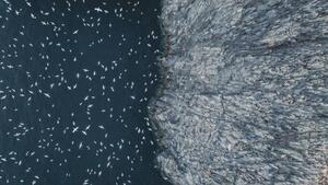 Photography Gannets flying off the edge of, Abstract Aerial Art, (40 x 22.5 cm)