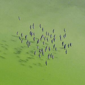 Art Photography Lake Eyre Aerial Image, Ignacio Palacios, (40 x 40 cm)