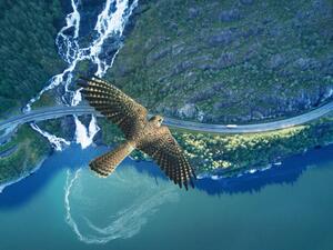 Photography Kestrel flying above ocean, rocky land,, Stanislaw Pytel, (40 x 30 cm)