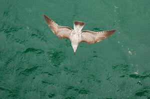 Art Photography Young Gull, Ade_Deployed, (40 x 26.7 cm)