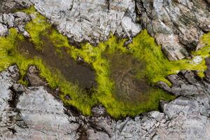 Photography Abstract view of moss on rocks, Kevin Trimmer, (40 x 26.7 cm)