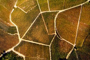 Photography Barolo Wine Region in Autum, Piedmont, Italy, Andrea Pistolesi, (40 x 26.7 cm)