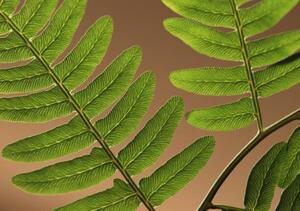 Photography Highlighted leaf veins on fern fronds, Zen Rial