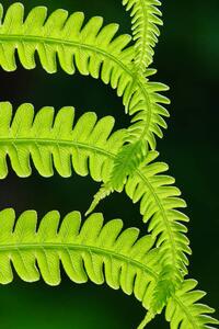 Photography Fresh green fern leaves. Macrophotography, Vlad Antonov, (26.7 x 40 cm)