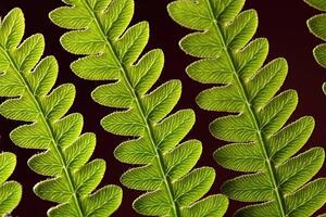 Photography Bracken Fern Leaf, weisschr, (40 x 26.7 cm)