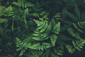 Art Photography Jungle leaves background, Jasmina007, (40 x 26.7 cm)
