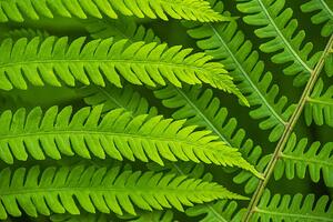 Photography Fern leaf in the forest - green nature background, Belyay, (40 x 26.7 cm)