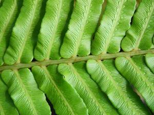 Photography Green blechnum fern leaf, Supersmario, (40 x 30 cm)
