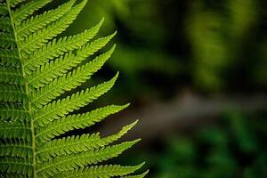 Photography leaf of a fern, dbefoto