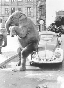 Photography Elephant on VW, ca. 1950, exact place unknown, Cuba, Caribbean, Central America, 1950