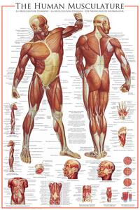 Poster The Muscular System