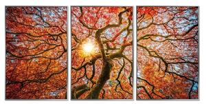 Acrylic Framed Autumn Tree Pictures (Set of Three)