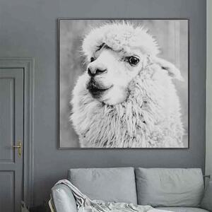 Cursa Alpaca Picture Glass Wall Art