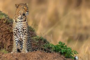 Photography Leopard scanning the area, Manoj Shah