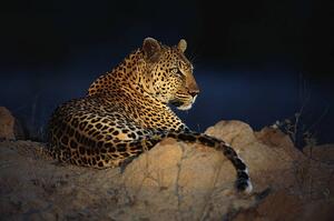 Photography African leopard (Panthera pardus) laying on rock, Daryl Balfour