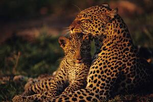 Photography Leopard mother and cub , resting, Anup Shah