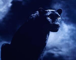 Photography Black panther against dark background, studio shot, Peter Finch