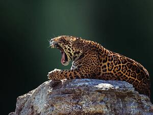 Photography Jaguar, Photo by Ivan Vukelic