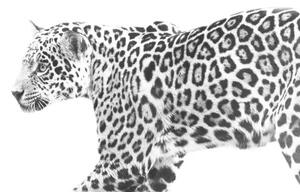 Photography jaguar, Eric Schaeffer