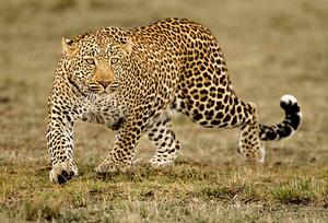 Photography Leopard, McDonald Wildlife Photography Inc