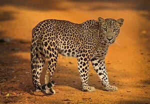 Photography Sri Lankan Leopard, all images copyright of Jamie Lamb - elusive-images.co.uk