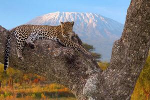 Photography African Leopard resting, Ayzenstayn