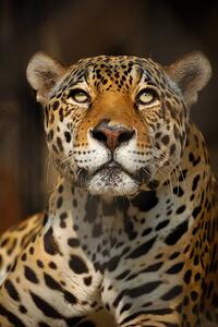 Photography Close up portrait of a Jaguar, Copyrights @ Arijit Mondal