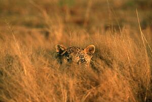 Photography Leopard (Panthera pardus) hiding in grass, Africa, Martin Harvey