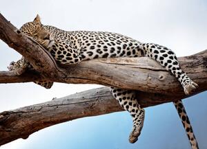 Photography Leopard Lying in Tree Against Blue, Vicki Jauron, Babylon and Beyond Photography